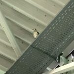 83992248_2507110059530442_7265961049847758848_o