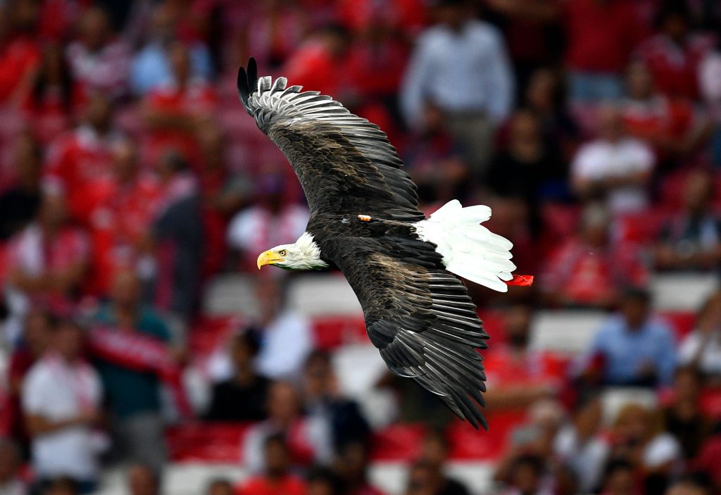 SL Benfica v RB Leipzig: Group G - UEFA Champions League