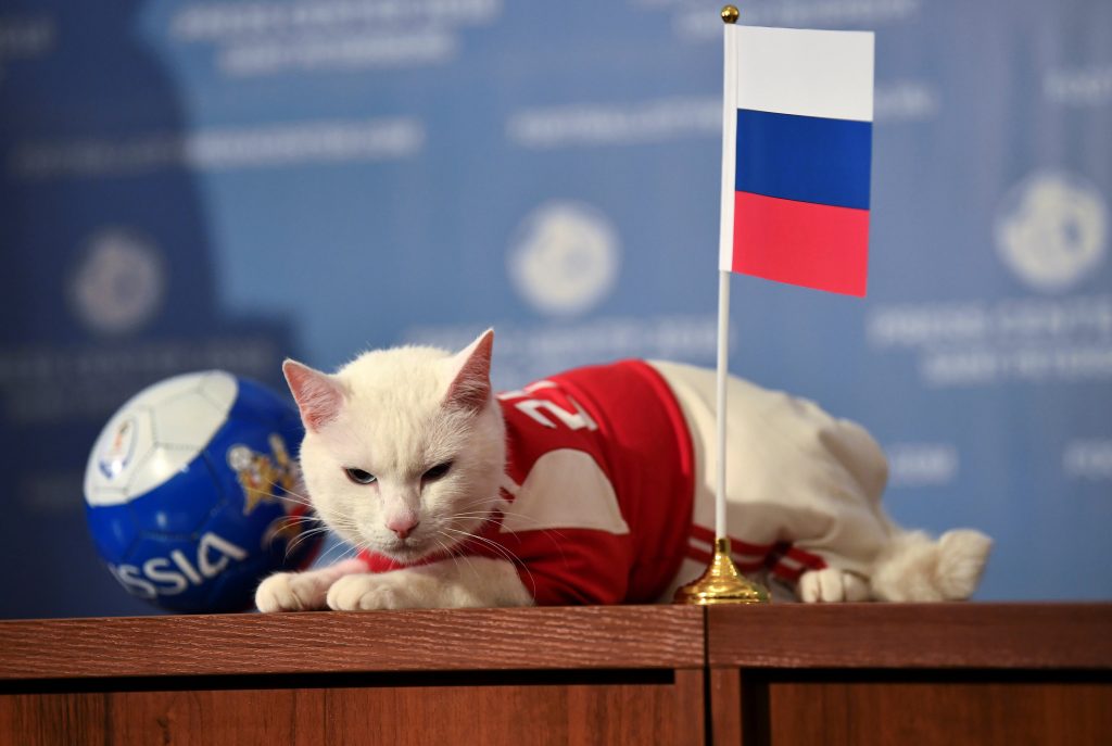 FILE PHOTO: Cat Achilles attempts to predict the result of a 2018 FIFA World Cup match
