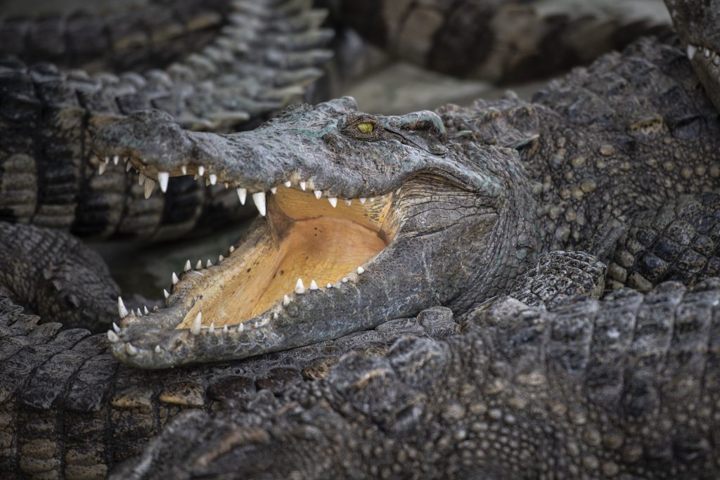 Thais Turn To Crocodile Meat As Pork Prices Soar