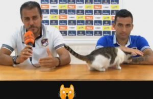 gatto-disturbatore-1