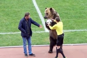 UN ORSO IN CAMPO IN RUSSIA