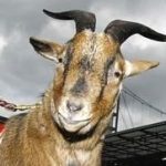 I CAPRONI DEL COLONIA