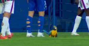 PAPPAGALLO PORTOGALLO